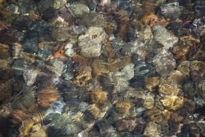 South Puget Sound water clarity. (Hadi Dadashian photo)